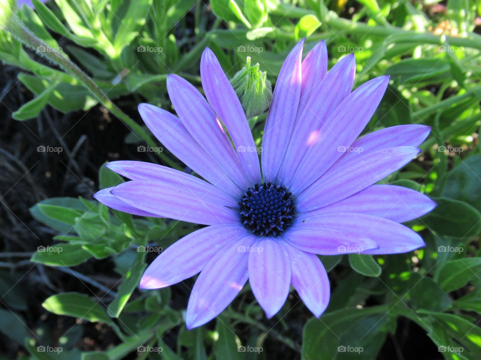 Daisy flower