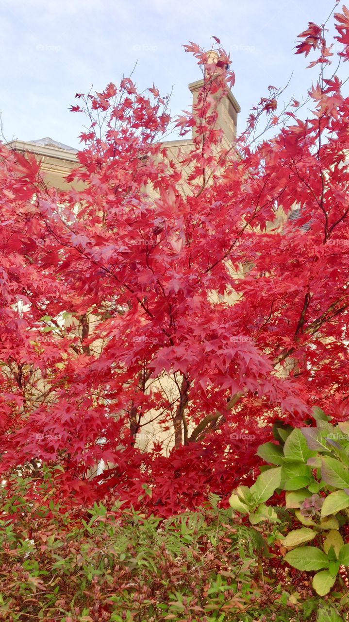 Glorious red tree