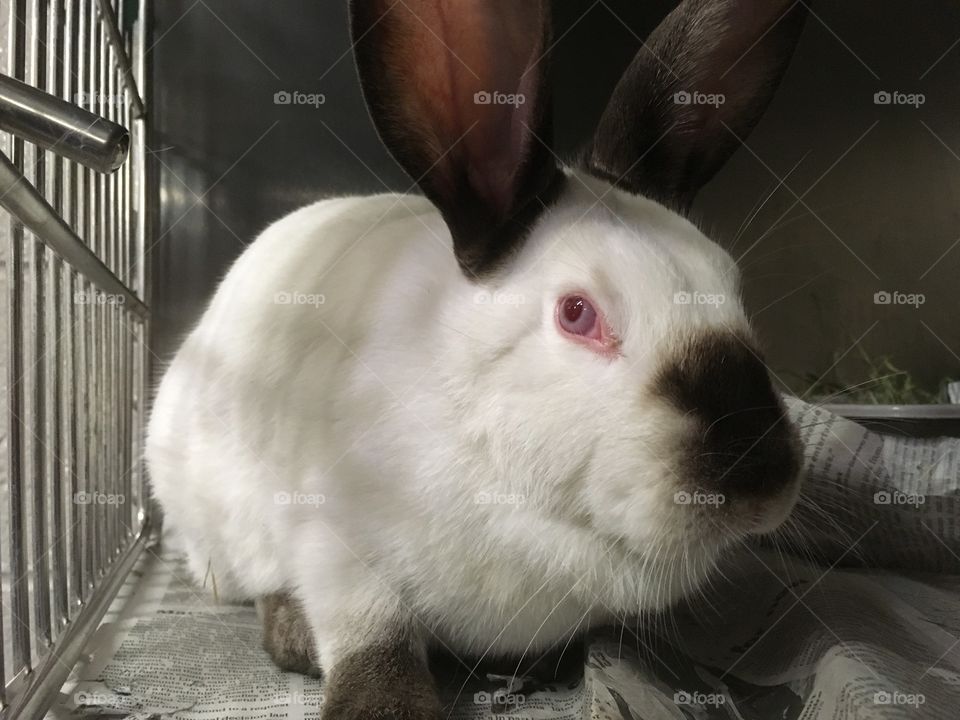 Rescued Rabbit ready for Adoption 