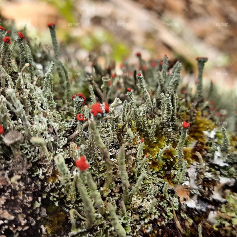 miniature plant life