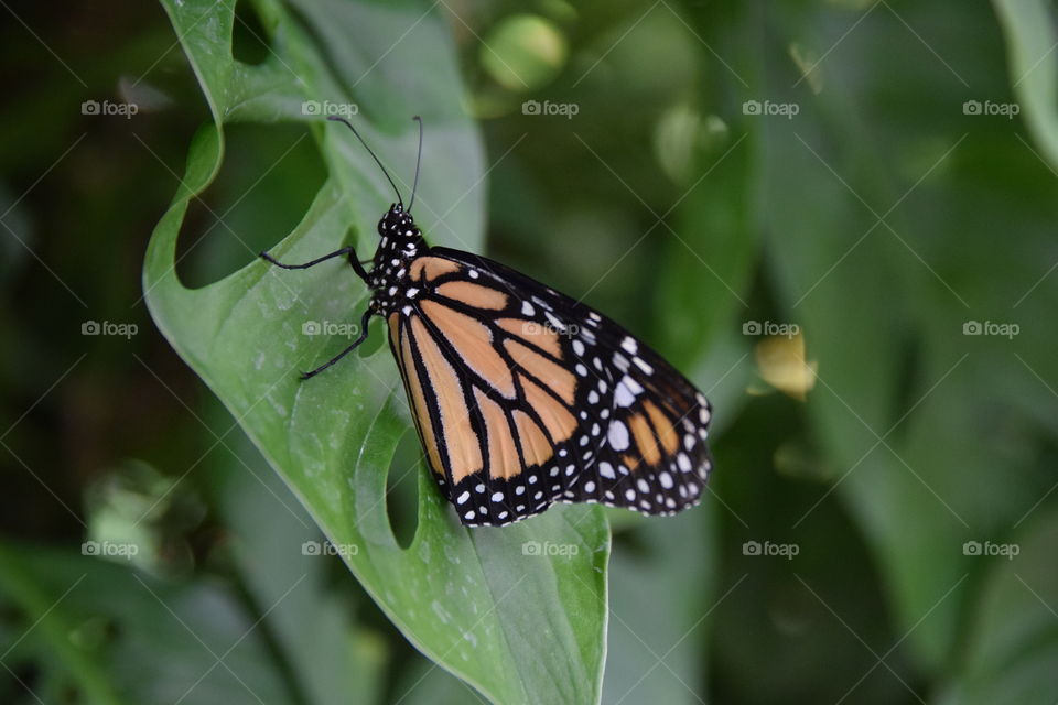 butterfly on leaf