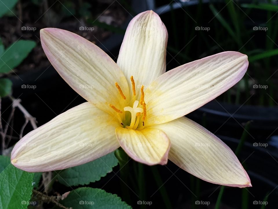 beautiful rain lilly