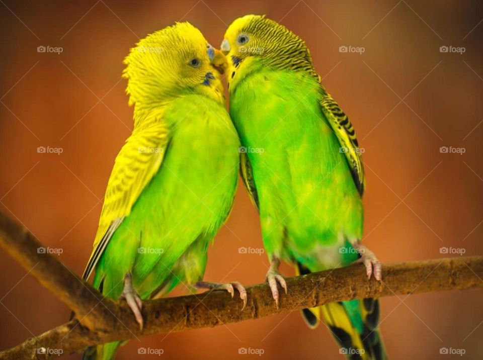 budgies