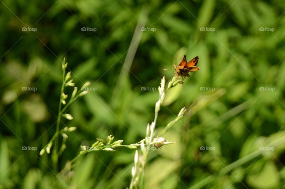 A beautiful butterfly spreads its wings and tip tows along the edge of a flower bud ready to blossom.