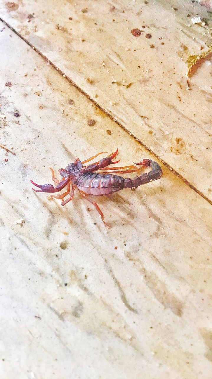 A scorpion is spotted on the ground.