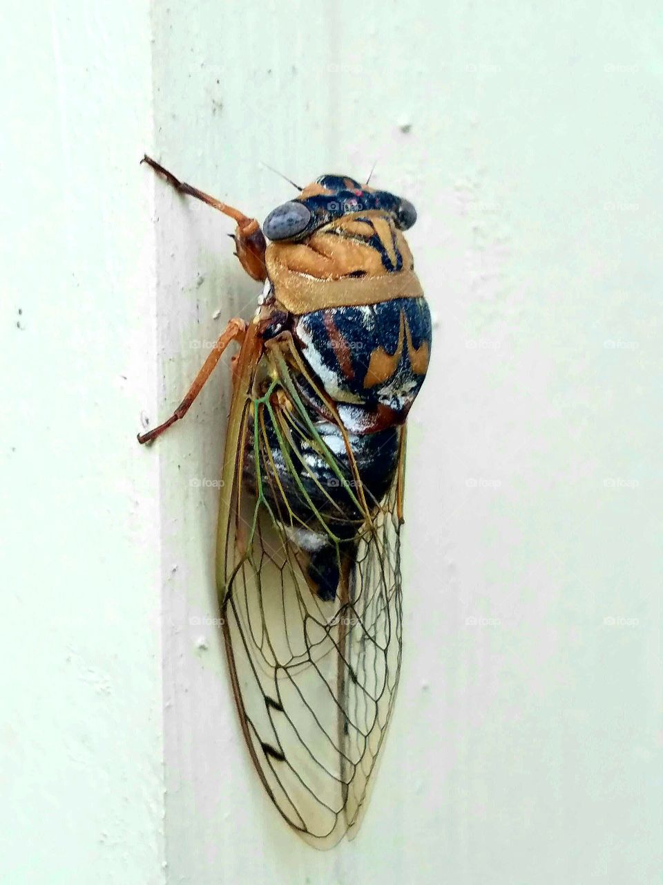 cicada