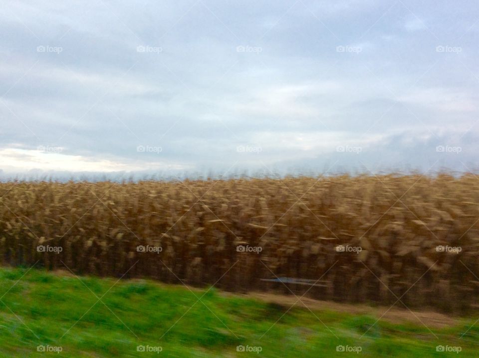 Corn Field