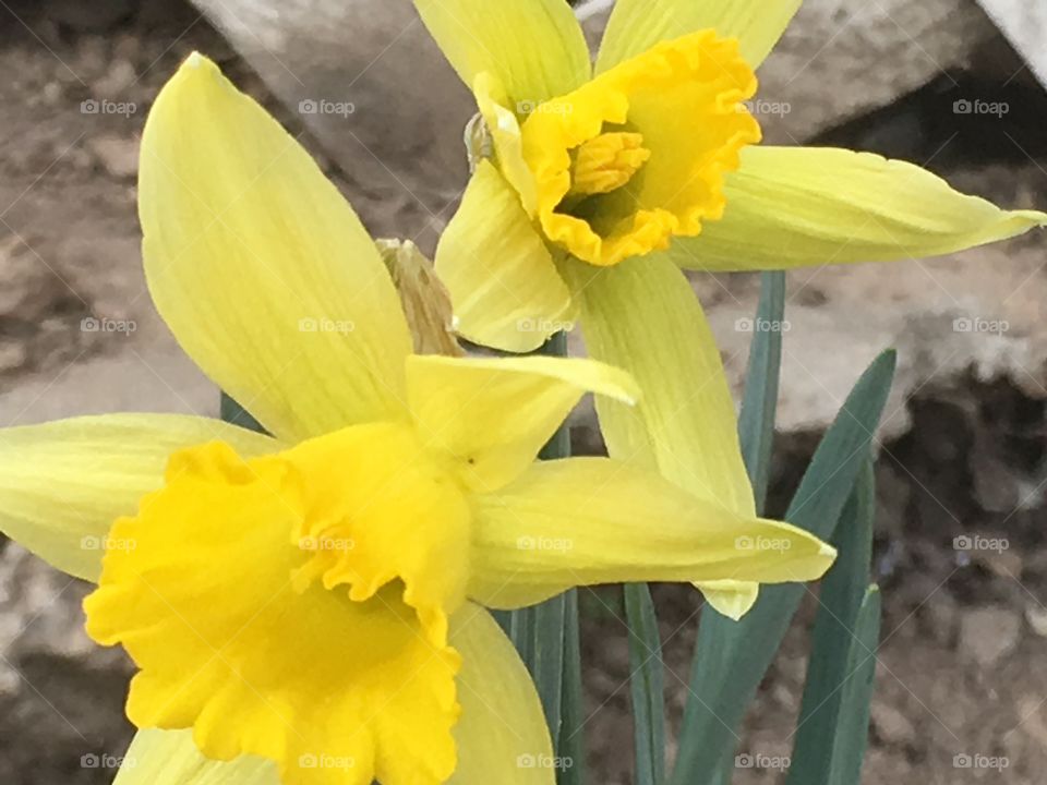 Early Spring Daffodils
