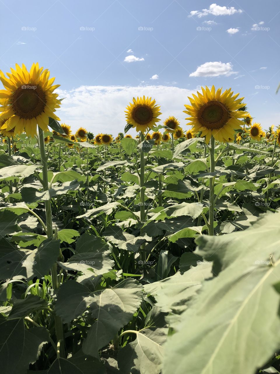 Sunflower field 