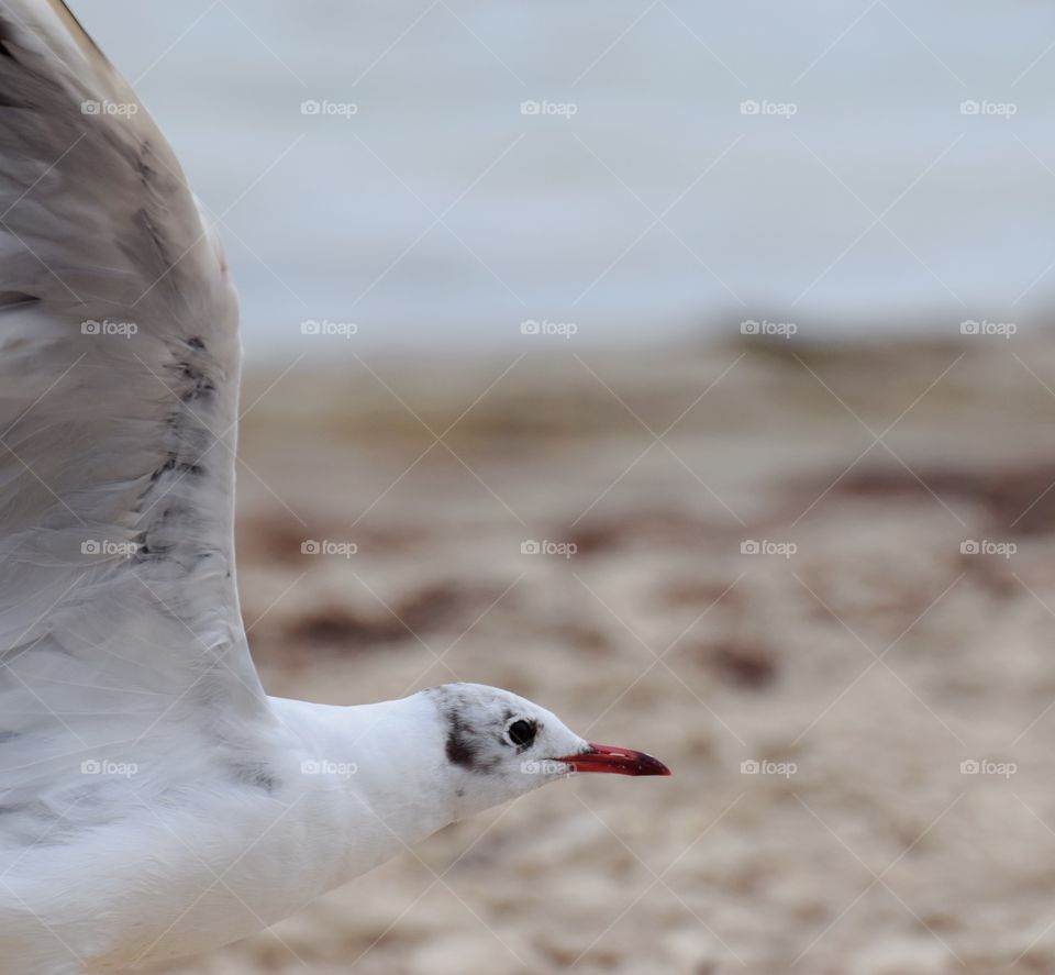 flying gull