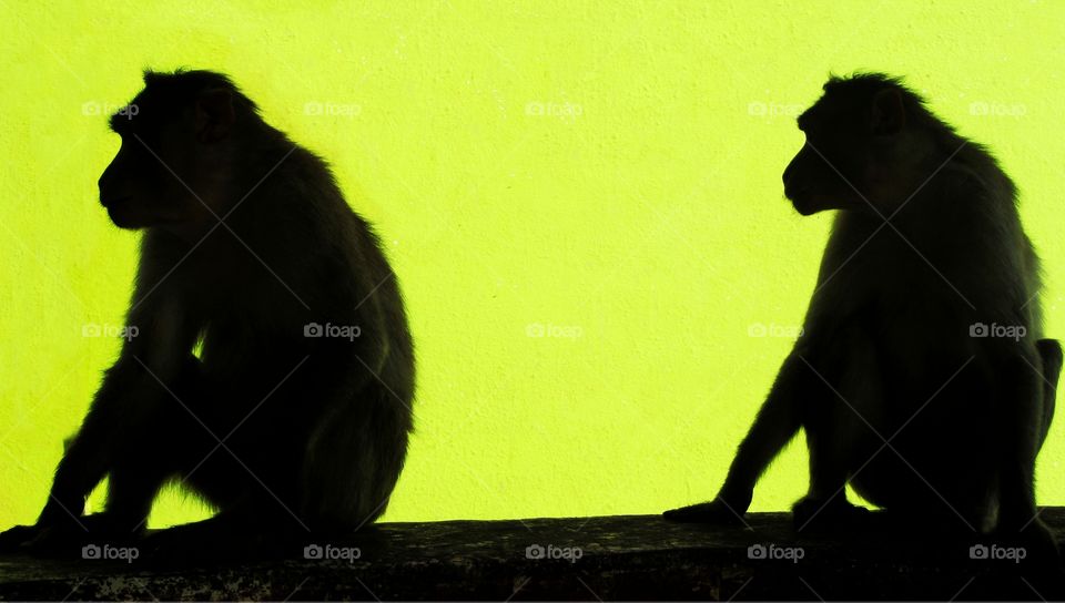 Cool Silhouette of monkey at contrast background