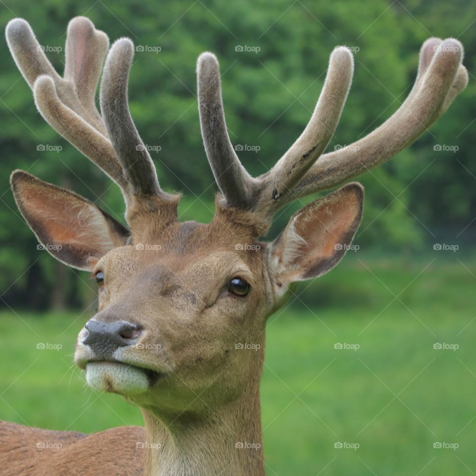 Deer