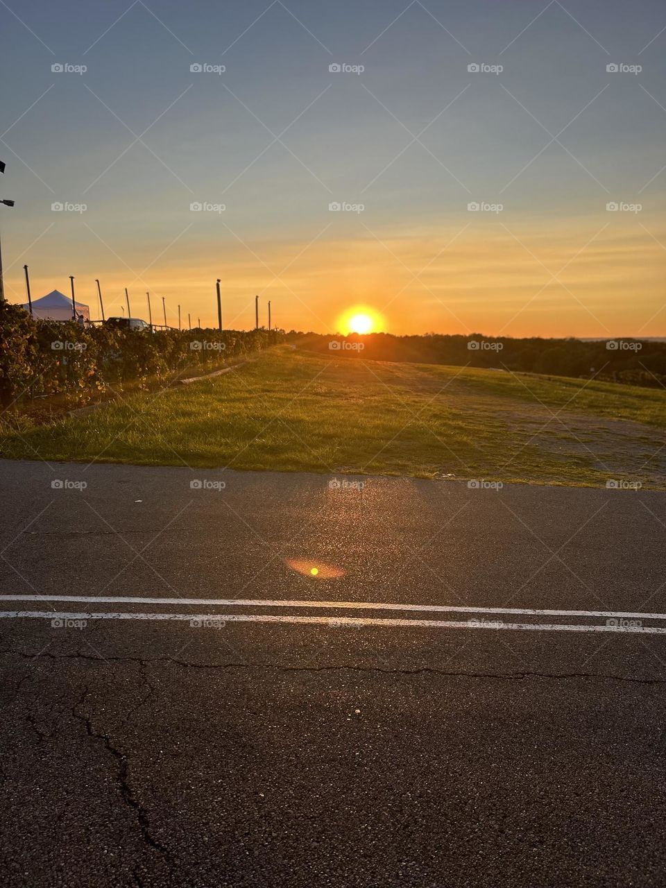 Sunset on the Vineyard
