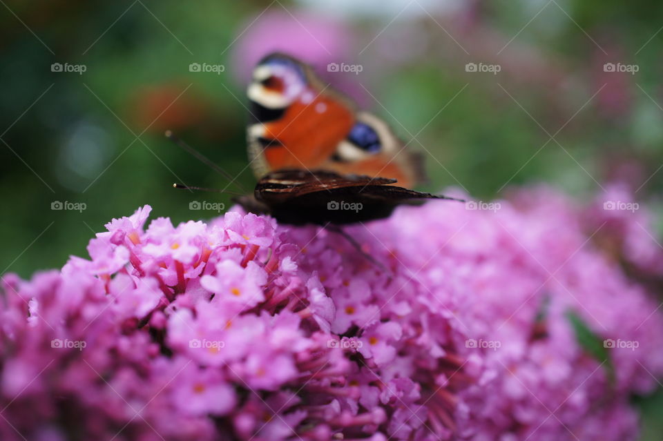 Collecting pollen