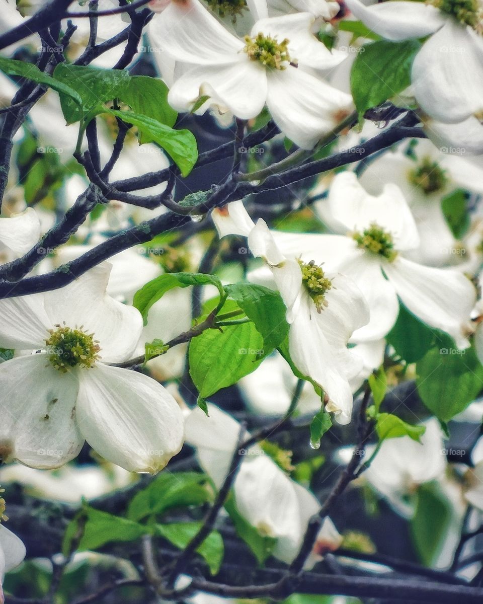 Dogwood & Rain