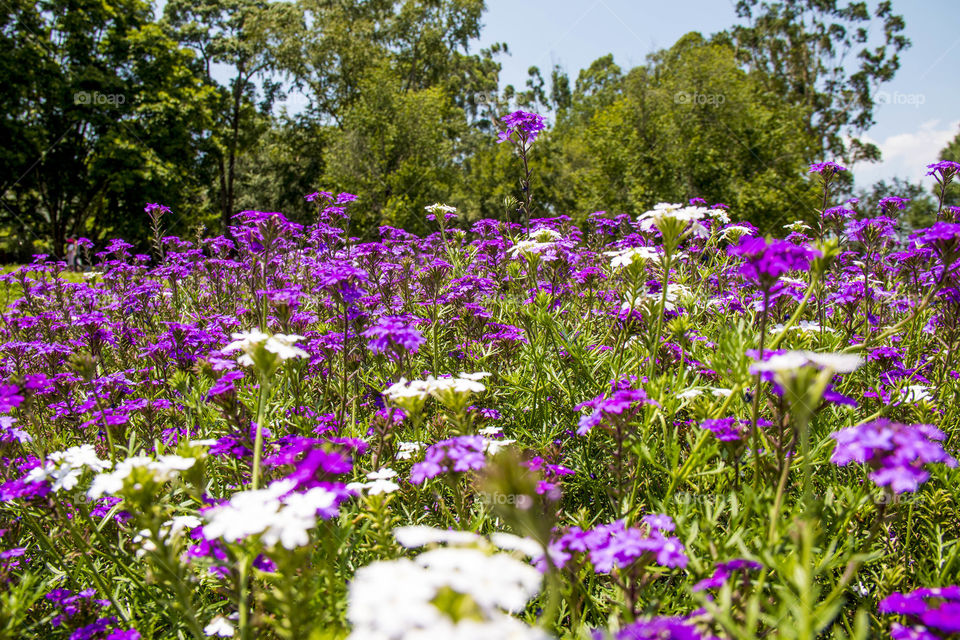 Purple Flowers 