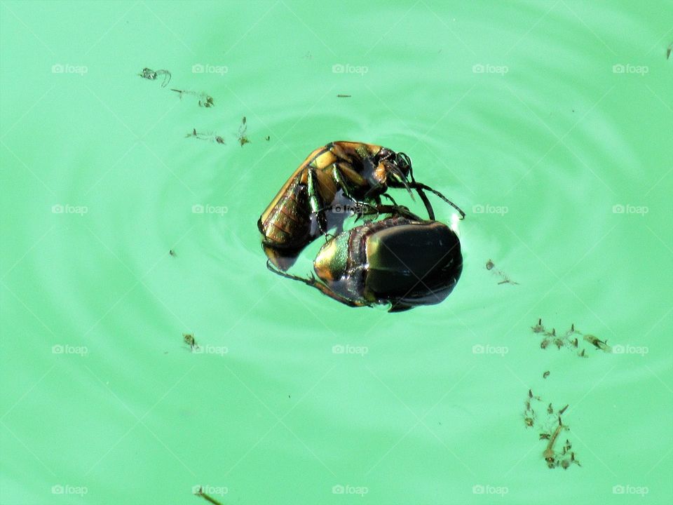 June bugs in water