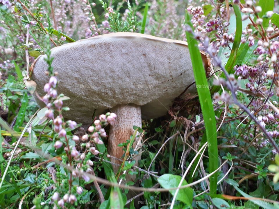 leccinum versipelle