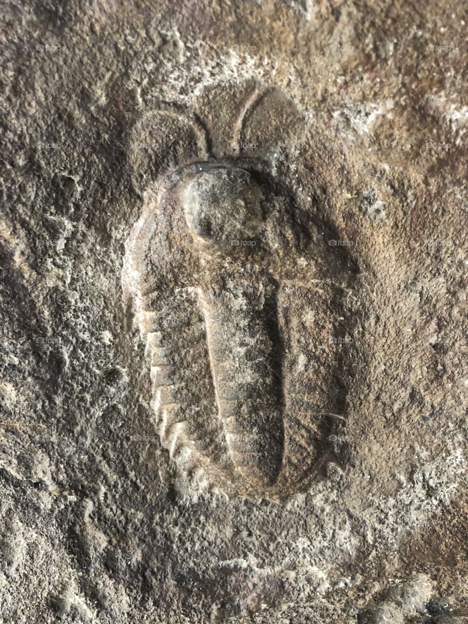 Fossil 