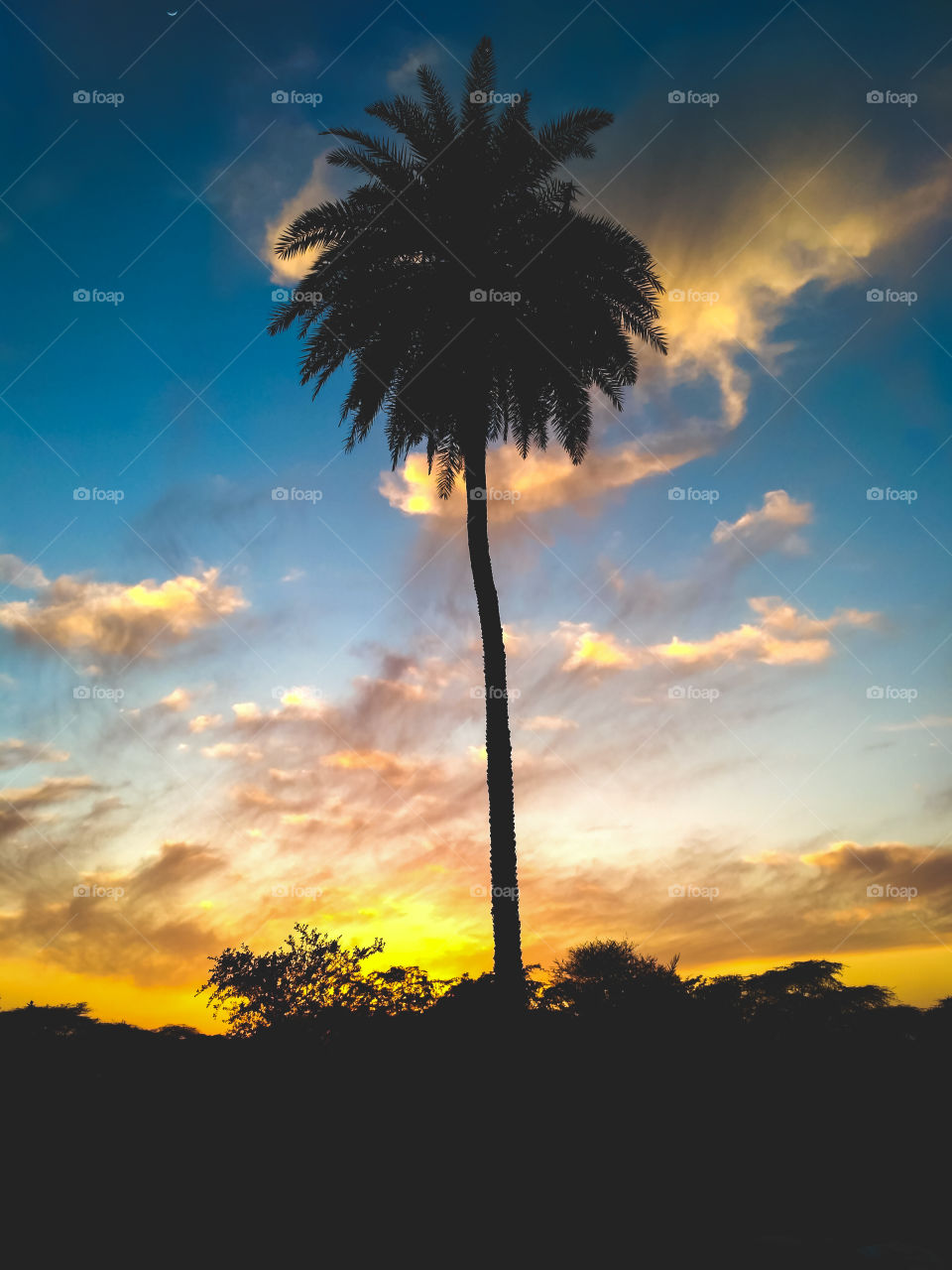 Palm Tree Silhouette / Evening / Sunset