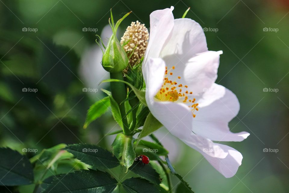 Ladybug at the white flower 🌹