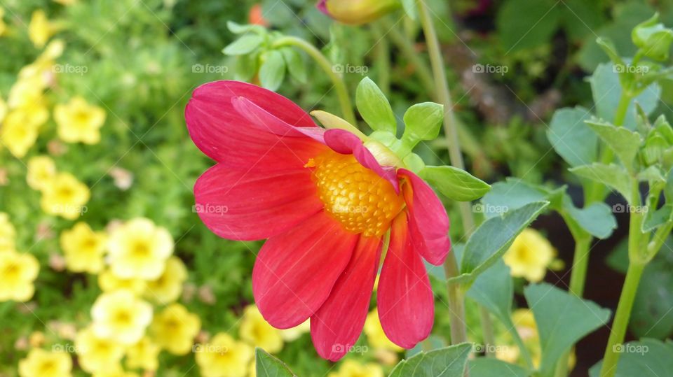 A red flower . A red flower in the green of my garden