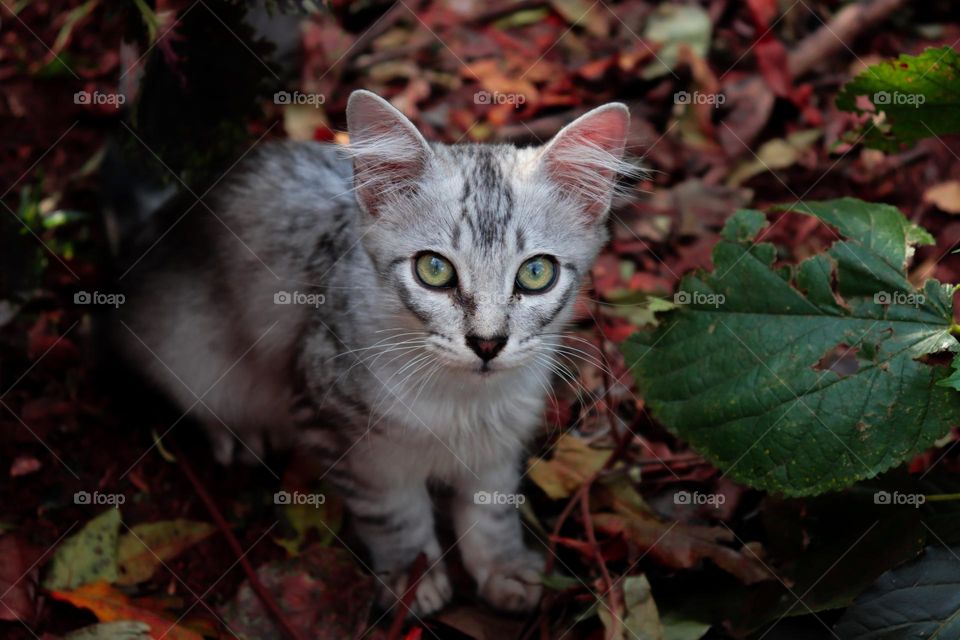 Pequeno gato cinza de olhos verdes