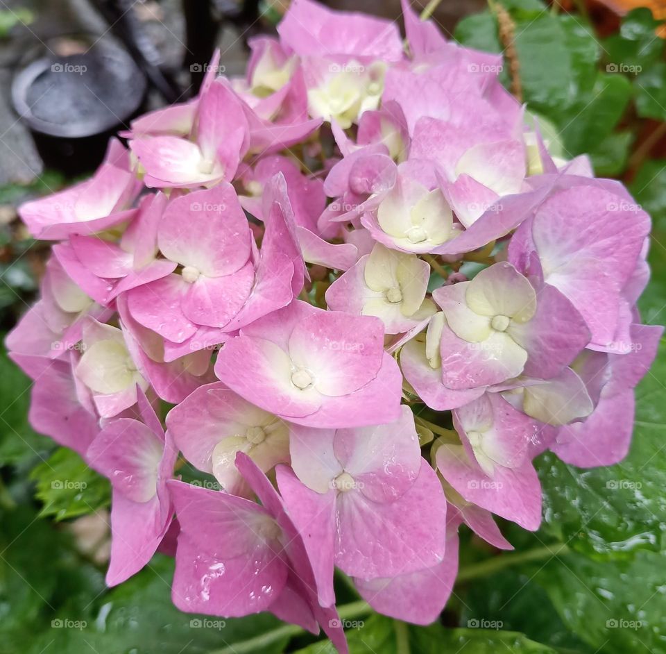 The rain is wonderful