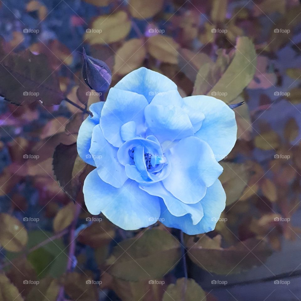 blue rose