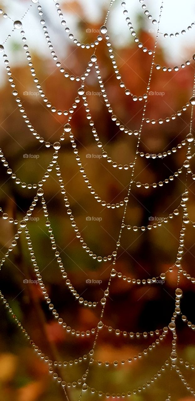 perles de Nature, dew beads