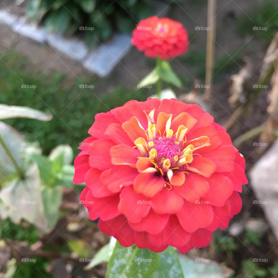Red Zinnia 