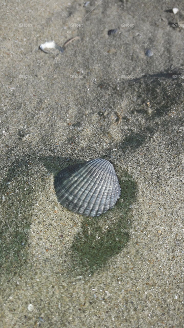 Beach, Sand, Seashore, Shell, Seashell