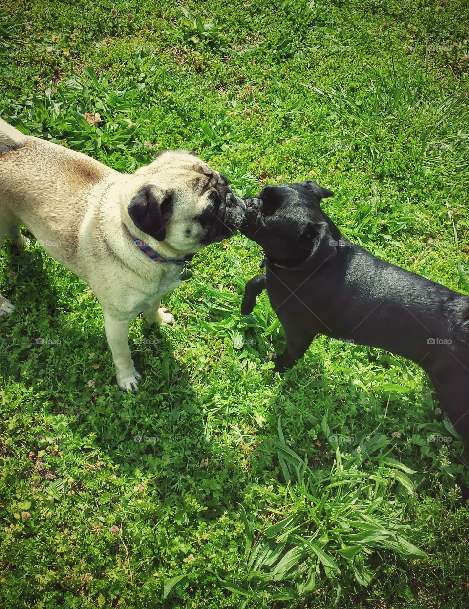 Kisses