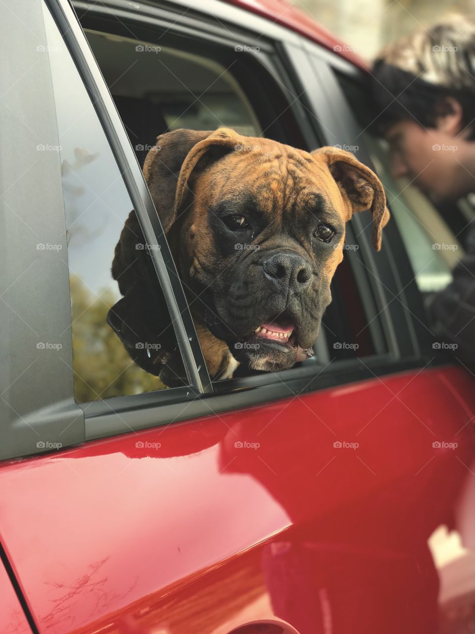 Boxer Looking Out the Window of a Car