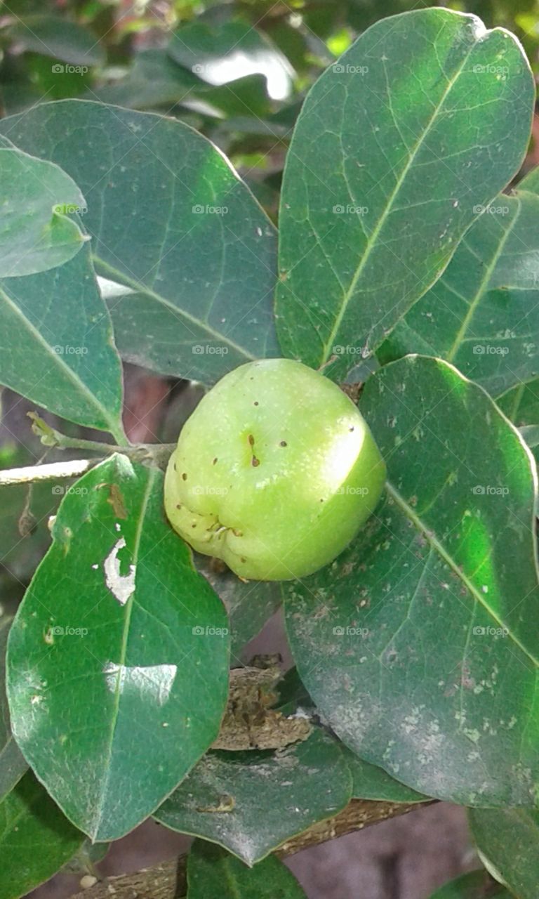 Leaf, Nature, Fruit, Food, No Person
