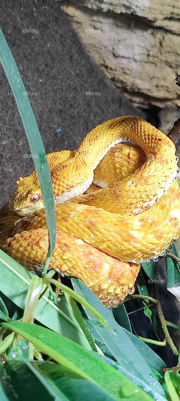 Bush Viper