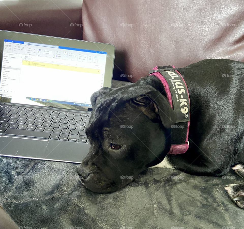 Bella supervising me while I work from home today 24/06/21 🐶