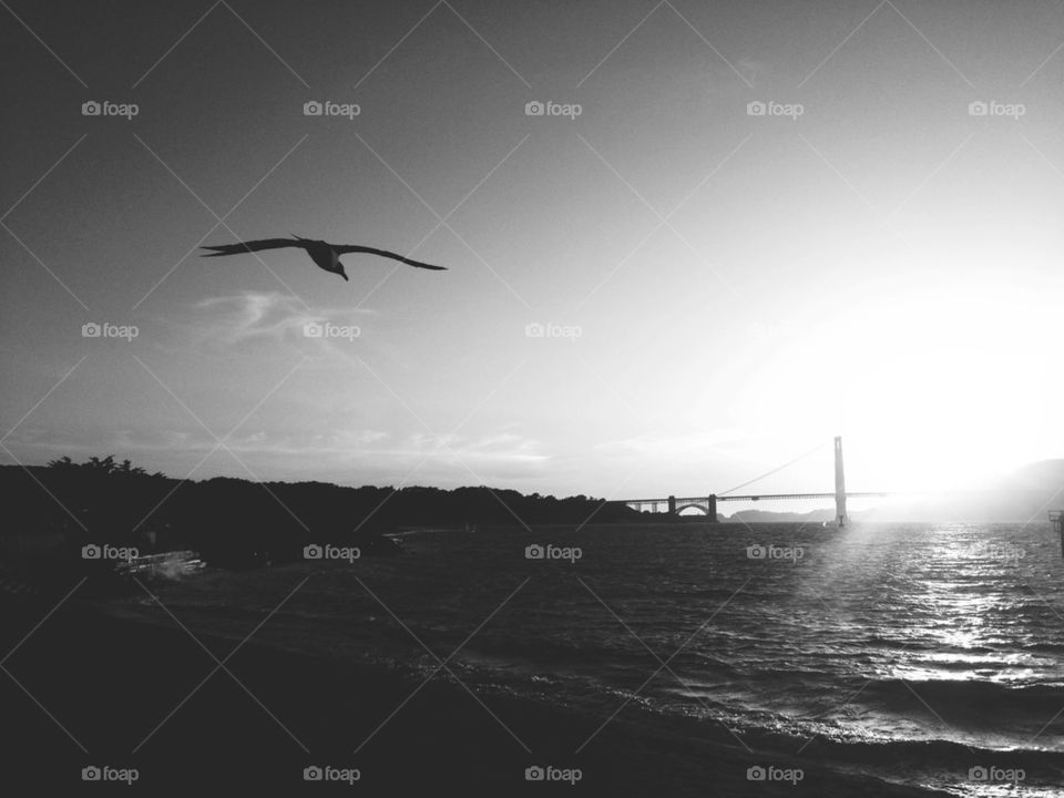 SEAGULL BY GOLDEN GATE BRIDGE