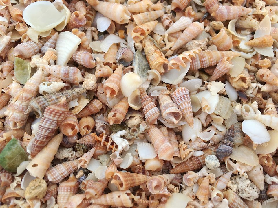 Tiny seashells variety background image