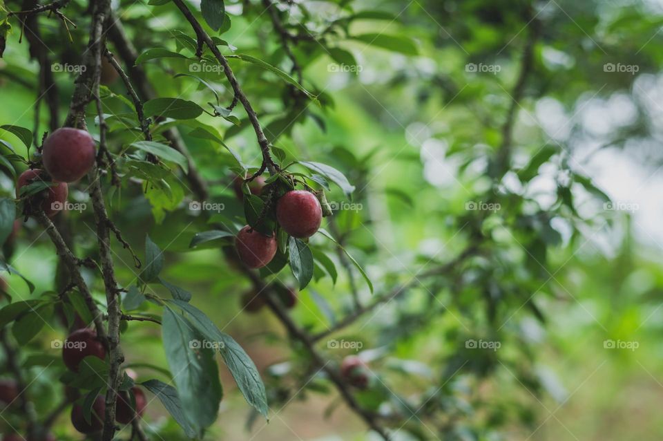 It's plum time here in Ukhrul, Manipur, India