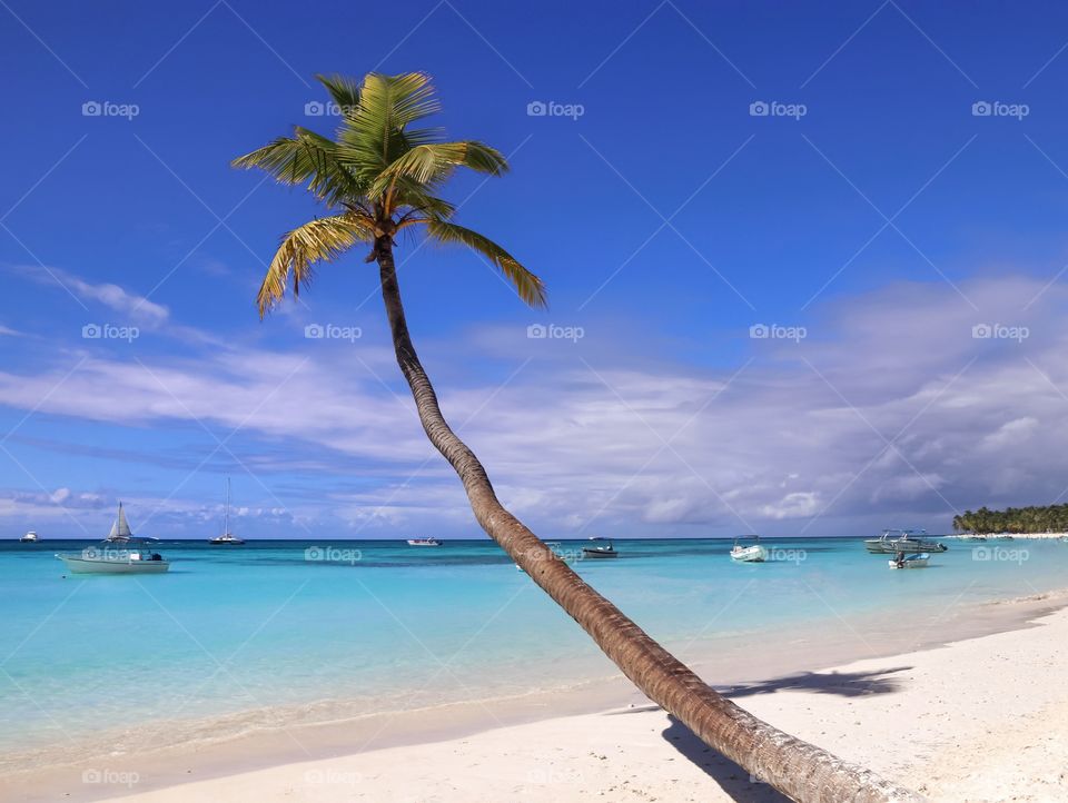 Palm tree on the beach over the ocean