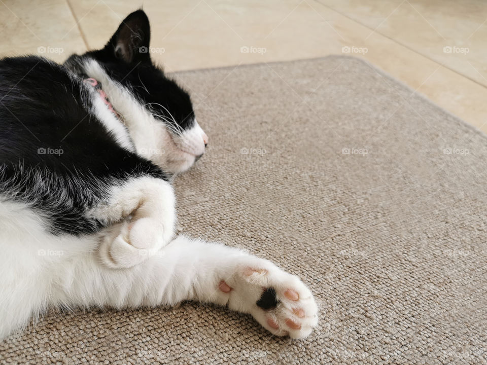 Black and white cat sleeping on the rug or the carpet. Selective focus on cat paws. Copy space is on the right side.