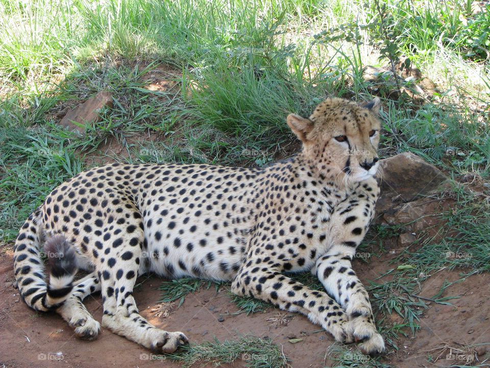 park cat scene mammals by angeljack