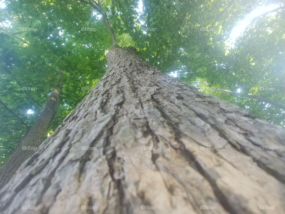 looking up the tree