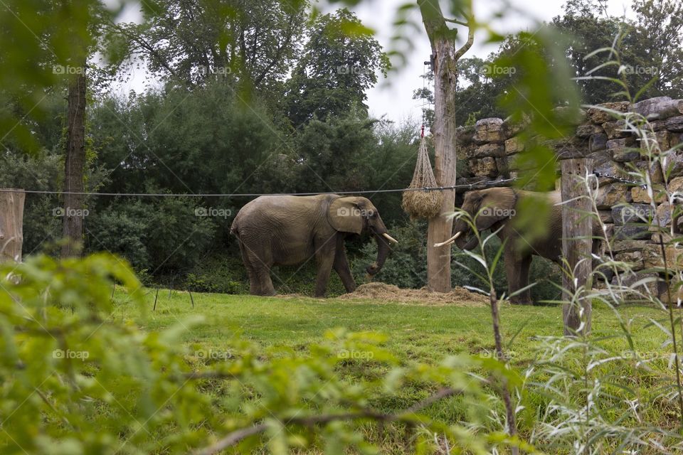 Elephants feeding time