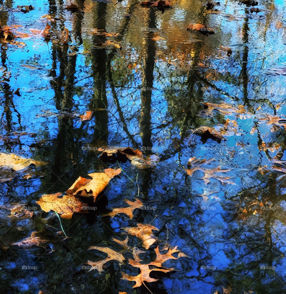 leaves floating in a puddle reflecting blue skies and trees
