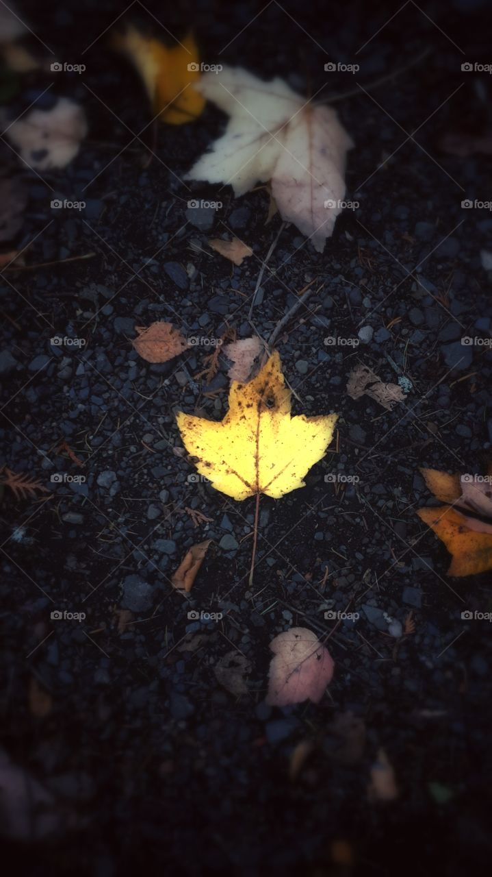 pic I took of a leaf