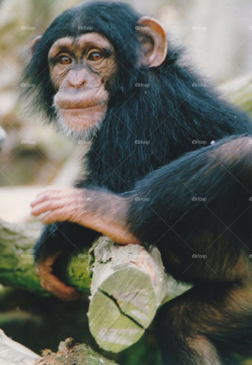 chimpanzee Sophie