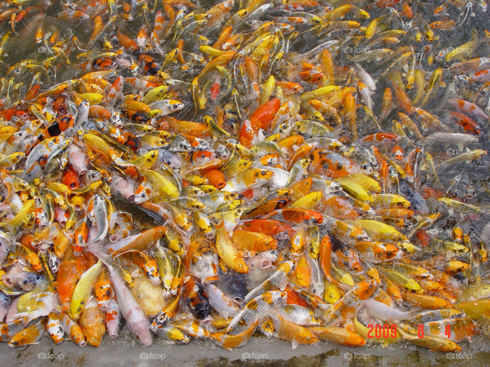 yellow orange pond fish by mathsonlee