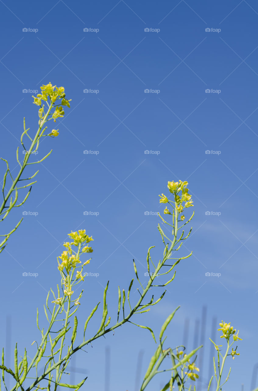 Yellow Pak Choi Blossoms